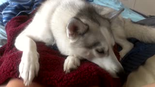 Cachorro de Husky actúa como reloj despertador para su dueño