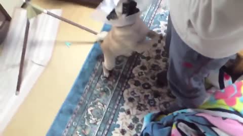 Funny dog barking video