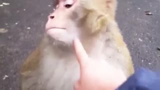 Monkey 🐒 🙈 🙊 🐵