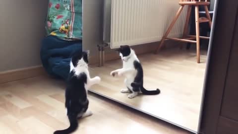 Funny cat video - cat playing with mirror