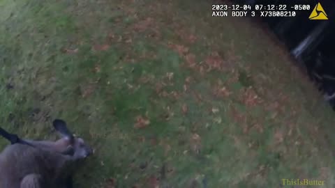 Durham police bodycam footage of officers catching escaped kangaroo