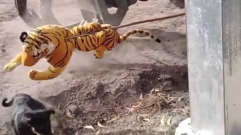 Funny Video, Fake Tiger Prank, Dog On The Run, Try Not To Laugh