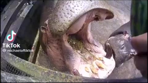 Hippopotamus eating