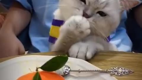 cute cat.... want to eat .. jsm-video