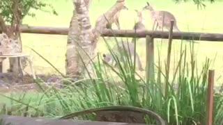 Sparring kangaroos duke it out on camera