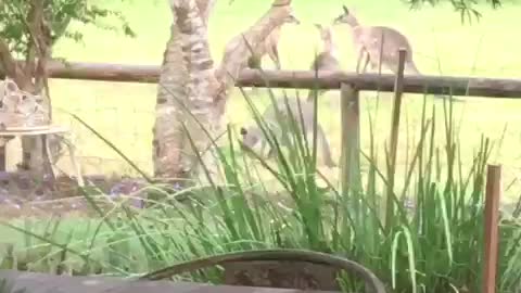 Sparring kangaroos duke it out on camera