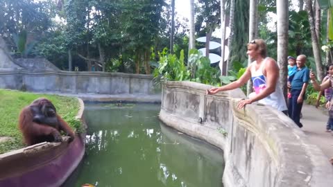 A girl tease an orangutan