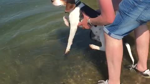 Beagles Not Sure How To Swim