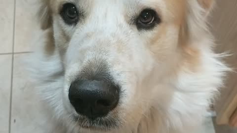 Gentle Giant Great Pyrenees