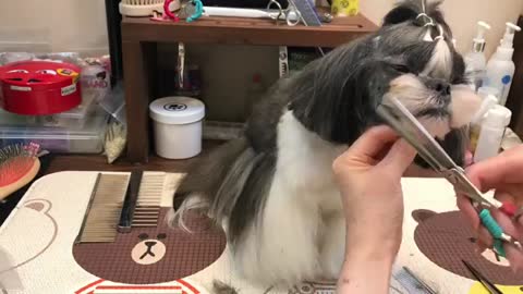 Shih tzu completely cooperative during a grooming