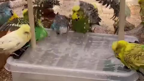 Cockatiel | Funny parrot | Funny birds | funny animals