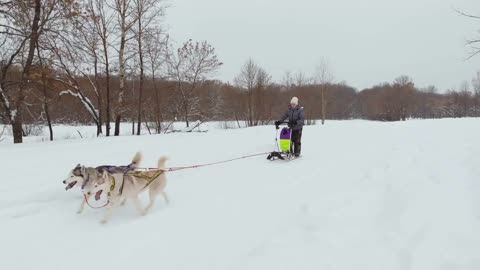 Husky dog sled teams racing drone footage