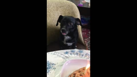 Doggo patiently sits waiting for his birthday cake