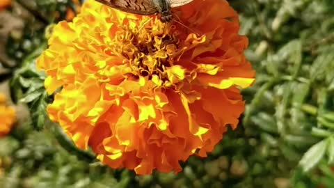 butterfly in the flower come and watch it