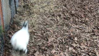 Goat Babies Running Fast