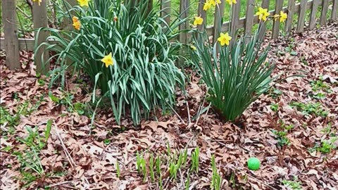 Daffodil plants