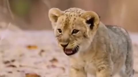 Very Cute lion and mother Amazing video!!!