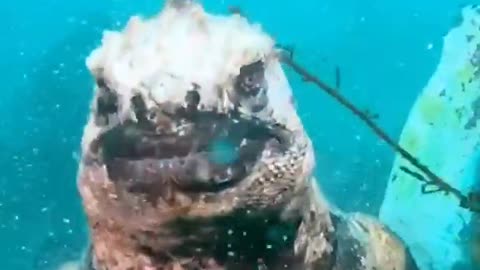 Real Life Godzilla found in ocean | Godzilla like giant Lizard | Marine Iguana