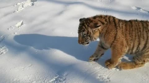 The little tiger was scared by the puppy