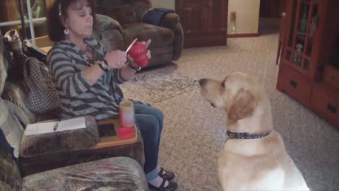 Obedient Dog Fetches Himself A Peanut Butter Snack From Kitchen Cabinet