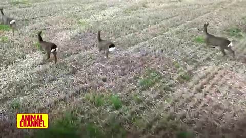 Incredible EAGLES and HAWK Attacks