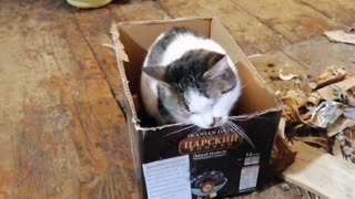 Cat sitting in a box