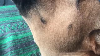 Brown dog sitting down howling alongside owner