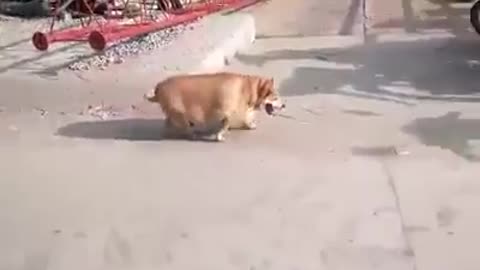 Fat Dog on street
