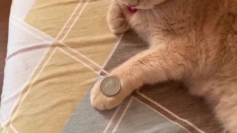 Cat succesfully mimic owner's coin trick