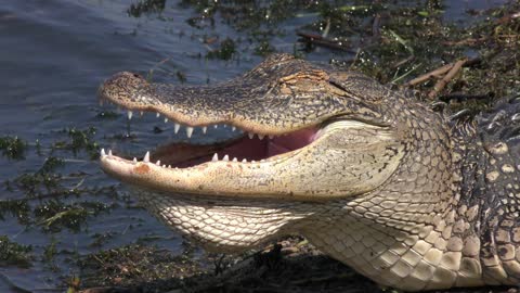 american alligator basking , close up