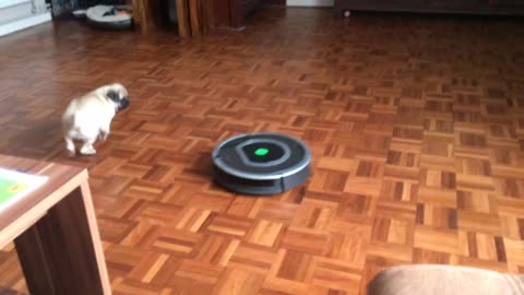 Hilarious Pug puppy vs Roomba