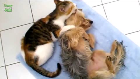 FANNY CATS VIDEO - FANNY CATS COMPILATIONS FANNY VIDEO - Funny Animals Funny Pranks Funny Fails
