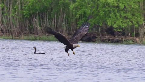 ♥An osprey fishing in spectacular super slow motion | Highlands - Scotland's Wild Heart 2023