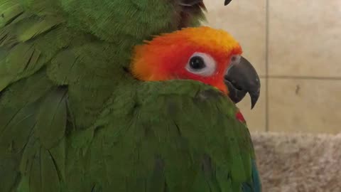 Bird Cuddles Under Brother's Wing