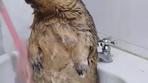 Marmot gets to experience the cotton palm tree when taking a bath