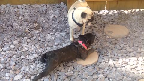 Weirdo dog decides to crawl for no apparent reason