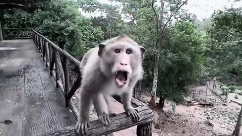 videos de risa animales salvajes