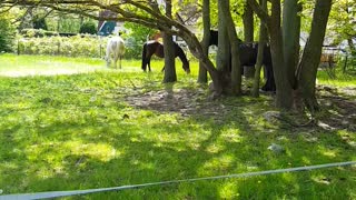 Beautiful horses graze in the meadow