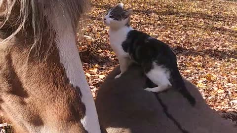 Kitten rides a donkey