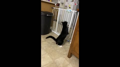 Confused cat bobs up and down before realising she can squeeze through baby gate