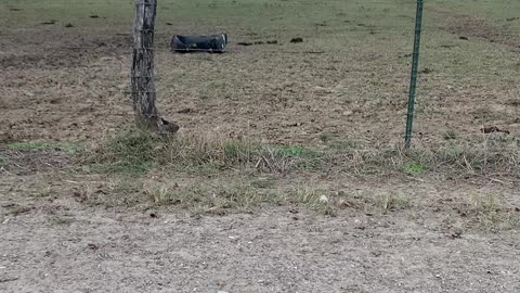 677 Lb, #1 feeding heifers