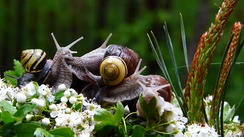 a magnificent set of snails