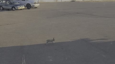 Rabbit on the parking spot in Medicine Hat