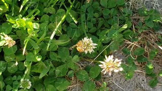 Honey bee on flowers