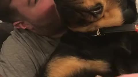 Rottweiler - Dogs are best friends