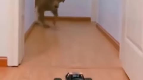 Funny- dogs video- this dog is really courageous