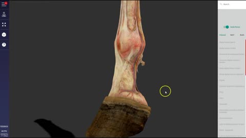 Equine distal forelimb dissected - 3D Veterinary Anatomy & Learning IVALA