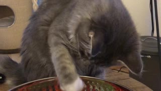 Curious Kitten Steals From A Bowl Of Candy