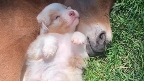 Puppy Cuddles And Naps With Baby Horse And It's The Cutest Thing Ever
