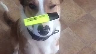 Dog one leg balancing a highlighter on its nose